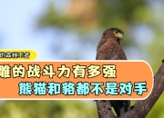 爱游戏app注册-包含四川熊猫不敌对手，状态有所下滑的词条