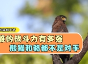爱游戏app注册-包含四川熊猫不敌对手，状态有所下滑的词条