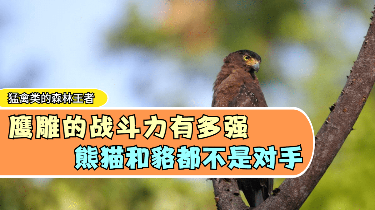 包含四川熊猫不敌对手，状态有所下滑的词条