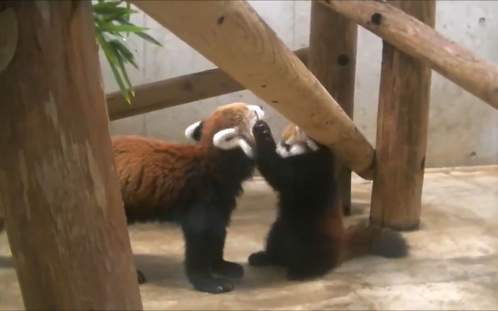 包含四川熊猫不敌对手，状态有所下滑的词条